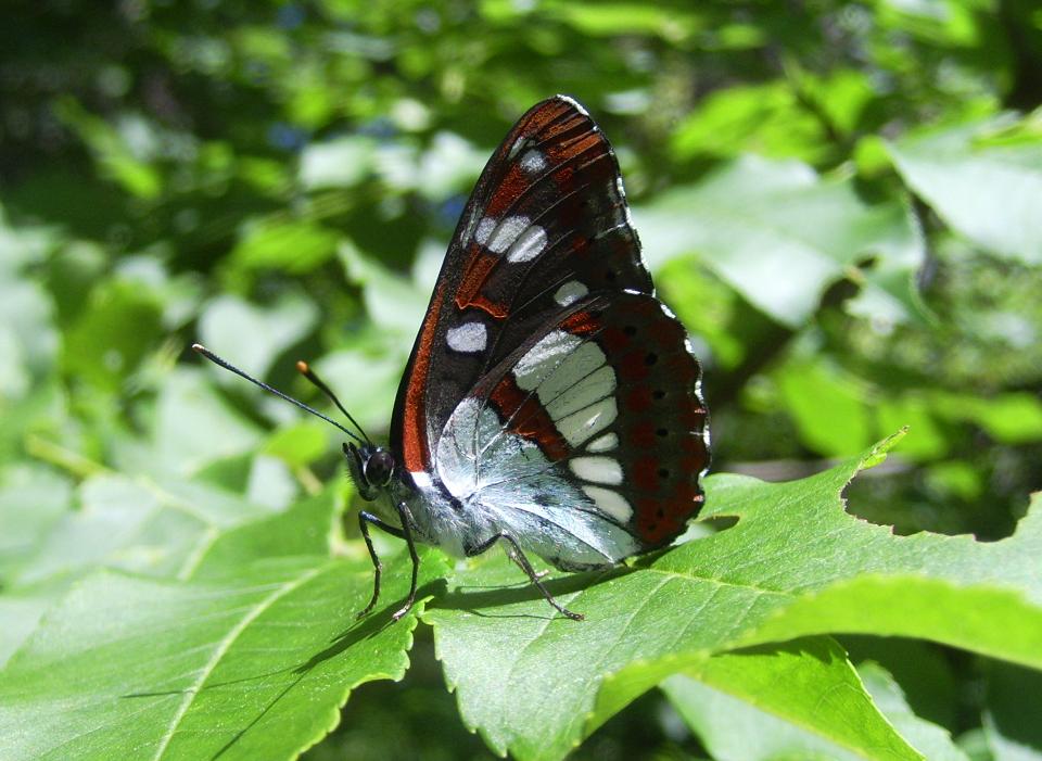 Un incontro inaspettato: Limenitis reducta